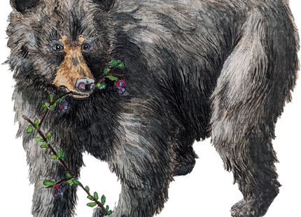 Reforest - Card Game (NL) [PRE ORDER]